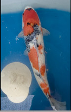 17in Showa  N1   Huge Koi Japanese Imported Live Koi Fish @  Huge Koi