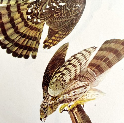 Cooper's Hawk Bird Print 1946 Color Art John James Audubon Nature DWV2E