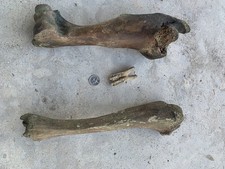 Fossilized Bison Bones
