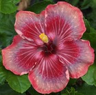 ZEAK TAMMY JAYNE Tropical Hibiscus -- Plant in 4.5" pot — photo 2