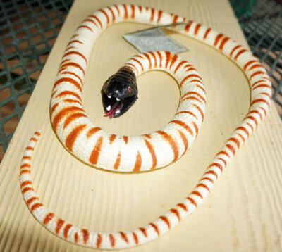 Rubber Snakes - Discontinued Wild Republic Fun Snakes - 46'' and 41''
