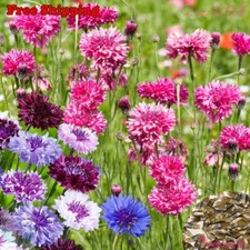 Cornflower Seeds - Bachelor Buttons - Cyanus Polka Dot Mix  Flower Seeds