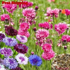 Cornflower Seeds - Bachelor Buttons - Cyanus Polka Dot Mix | Flower Seeds