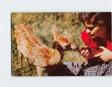 Postcard Fawn Deer Feeding Time