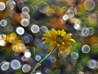 ? Helios 44-2 Trioplan Bubble Effect - M42 Mount / Pro Serviced