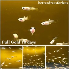 Guppy 24K Full Gold BABY FRY LIVE FISH USA HIGHQUALITY USA Local Breeder