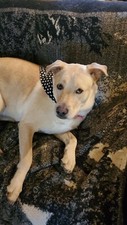 Patriotic Bandana adjustable to 34 inches