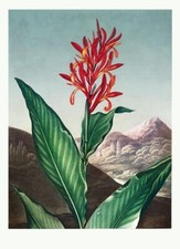 Indian Reed Robert Thornton 1812 Art Print – Botanical Illustration