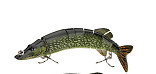 The classical multistage b lure