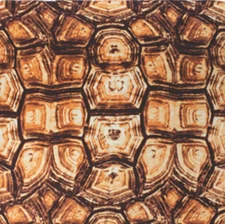 Wyoming Traders Wild Rag Charmeuse Turtle Shell Print Silk Western Scarf - 34.5"