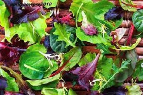 MESCLUN MIX SEEDS Vegetable Garden Arugula Endive Lettuce Spinach Mix Seeds