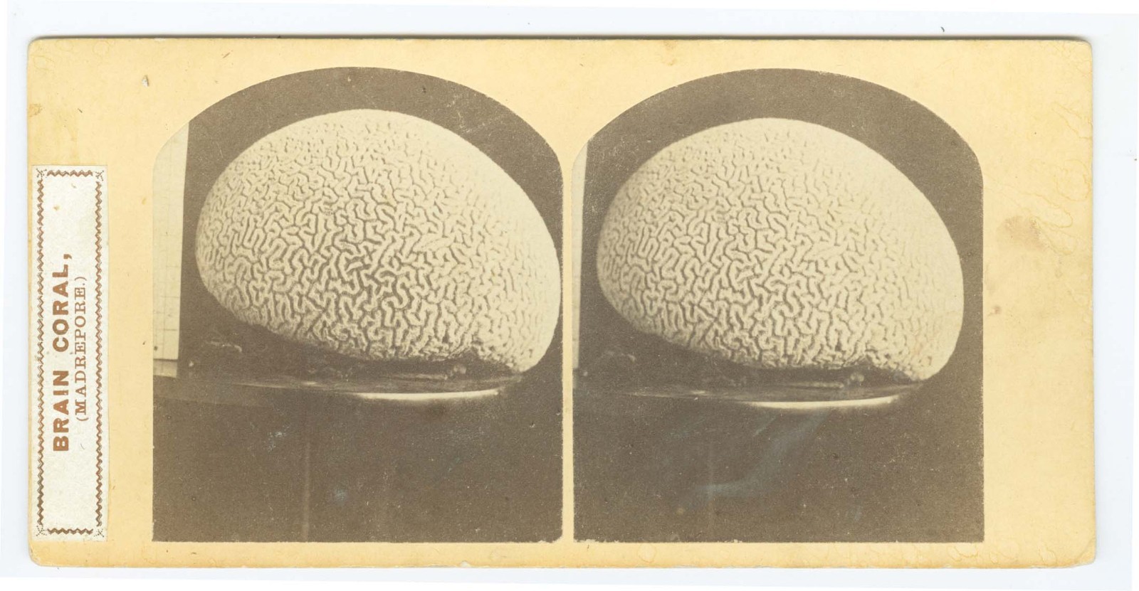 G2557~ Brain Coral MYSTERY c.1860 Stereoview – Constant Guillou or John Moran