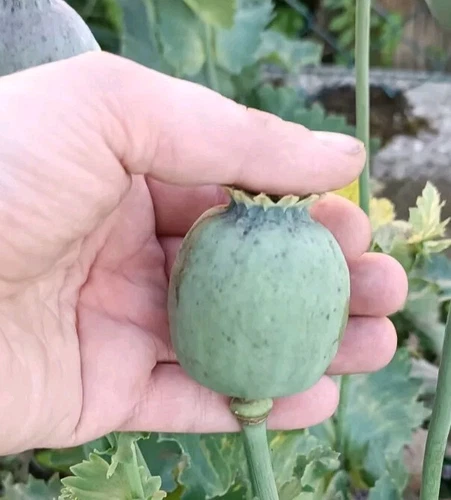 Papavero da notte Papaver somniferum 'Izmir Asian OB'