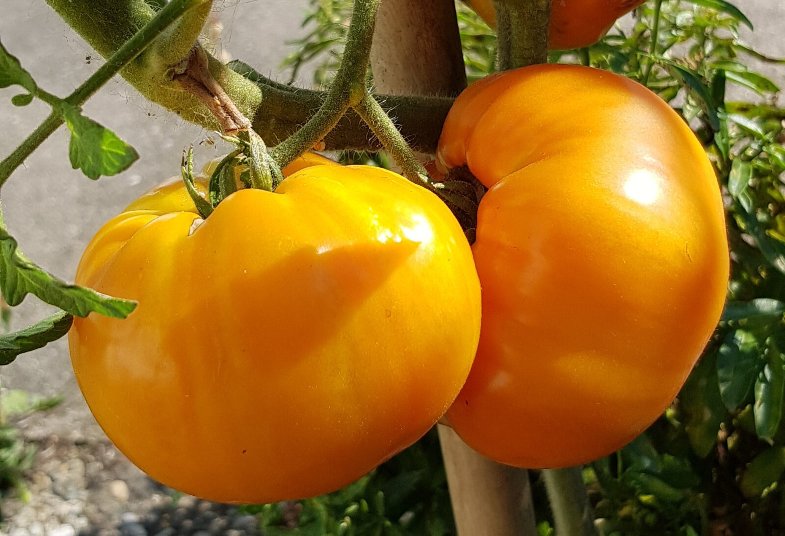 Besondere Alte Tomatensorten - Samen-Geschenkset Mit 3 Traditionellen 253934899469