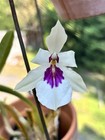 Miltonia spectabilis var. semi-alba Milt. Orchid Species Plant