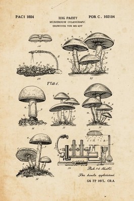 Pilz Patentzeichnung, Botanisches Technikfoto