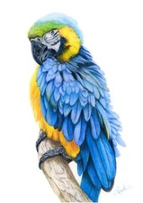 Blue and Gold Macaw Bird,  Coloured Pencil PRINT from an Original Drawing