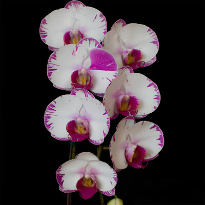 Motten Orchidee Samen Blue Iris Purple Iris Samen Blumensamen im Topf Hof