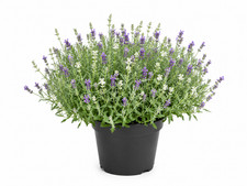 Duo Lavendel &ndash; Zweifarbiger Lavendel Wei&szlig; & Lila | Winterhart | Duftend | T12
