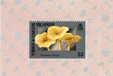 Turks and Caicos 1991 - Mushrooms - Souvenir Stamps Sheet - Scott#931 - MNH
