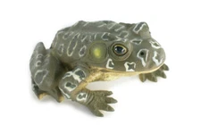 Bull Frog Toy, Hard Rubber Frog, Realistic Toy Model, Gift, 9" IM19 B655