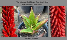Tree Aloe 'Royal Red' Ultimate Red Hybrid Grex - Erik the Red x Red Ferox !!!