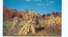 AMES, IOWA PM1961-#P16502-HARVEST TIME-CORNSTALKS--(FARM-32)