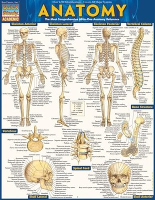QuickStudy - Anatomy - Reference Guide Vincent  Perez - book - 75 - F84z