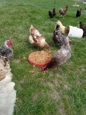12 Fertilized Chicken Eggs for Hatching Barnyard Mix with Rainbow of Egg Colors