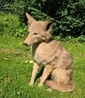 Full-Body COYOTE Taxidermy Mount Sitting. — photo 2