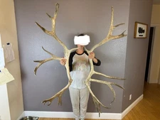 BIG Caribou Reindeer Sheds Antlers Set  Horns Skull Pair MATCHED SET shed