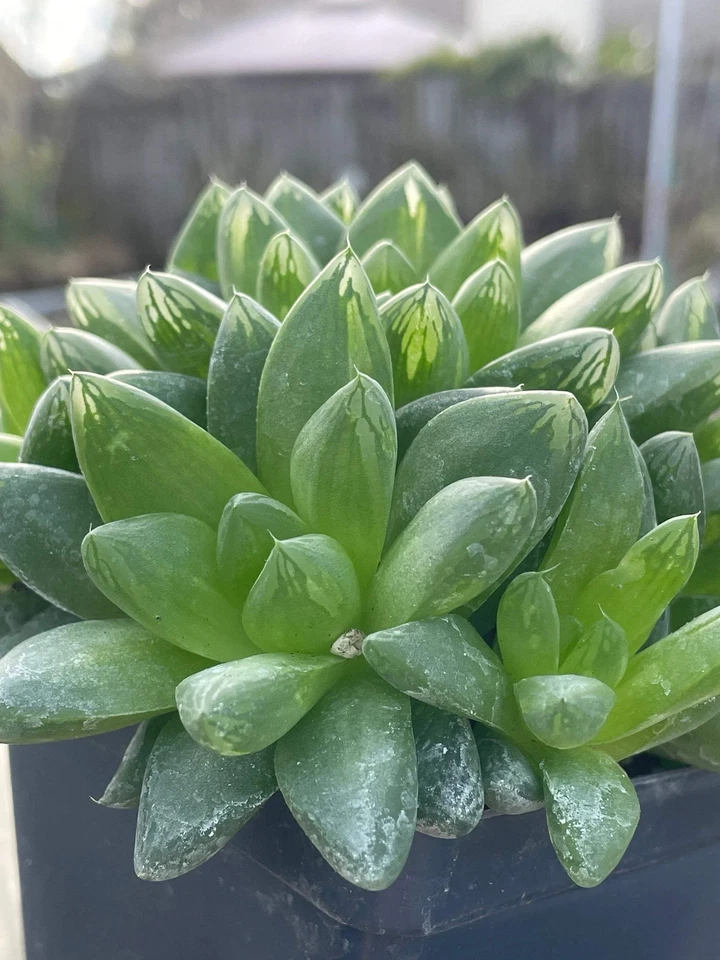 Oversized Haworthia Cymbiformis - Cathedral Window Haworthia - Shown in 3.5” pot - Image 2 of 4