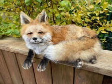 BEAUTIFUL Red Fox Taxidermy Full Mount, laying down- Free-standing  --Great FUR