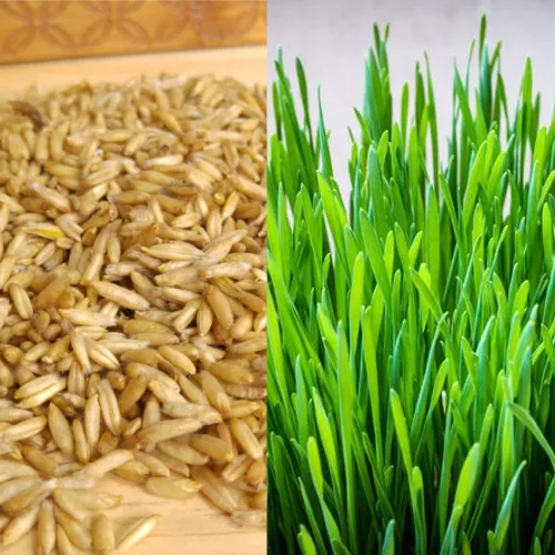 Organic SWEET OAT GRASS SEEDS CAT PETS GRASS JUICING SPROUTING 10g 50g 500g 1kg