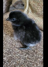 6 Fertile  Ayam Cemani Chicken Hatching Eggs. Fresh When Shipped.