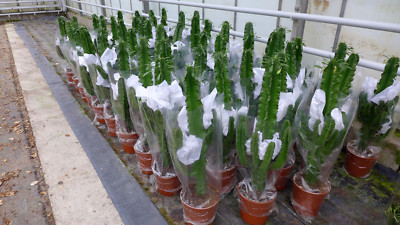 kaktus mammillaria elongata Mammillaria elongata 'Ladyfinger Cactus' – DesertScapeSucculent