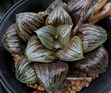 Succulent -Haworthia cv ‘Walnut’, SMALL Offset, Renny’s Haworthia Original