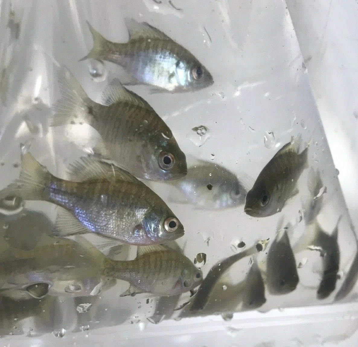 5+ Live Bluegill Fish, Bream,Sun Fish (SMALL) GUARANTEE ALIVE (FREE -  Shipping)