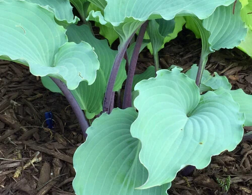 Hosta Skywriter Well Rooted 5.25" Pot Perennial Shade 2025 Hosta of the YEAR - Picture 3 of 3