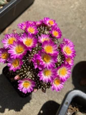 cactus plant--Mammillaria luethyi own roots