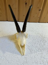 Gamsgeweih Trophäe Kapital