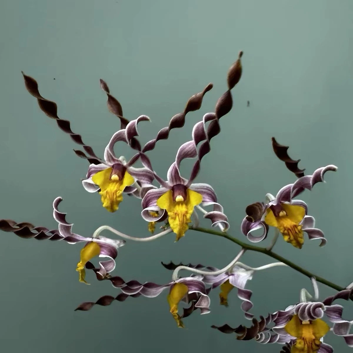 Dendrobium Full Shade Orchids for sale | eBay