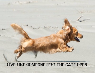 Metal Refrigerator Magnet Long Haired Dachshund Dog Live Left Like