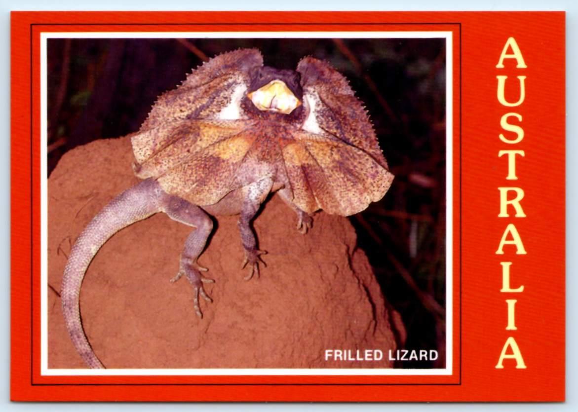 AUSTRALIA ~Wildlife FRILLED LIZARD Chlamydosaurus Kingii Reptile 4