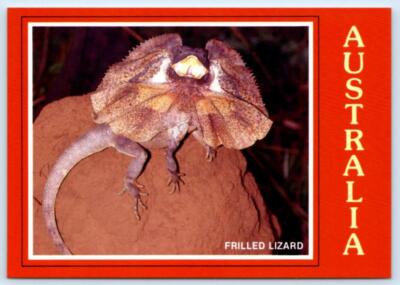 AUSTRALIA ~Wildlife FRILLED LIZARD Chlamydosaurus Kingii Reptile 4