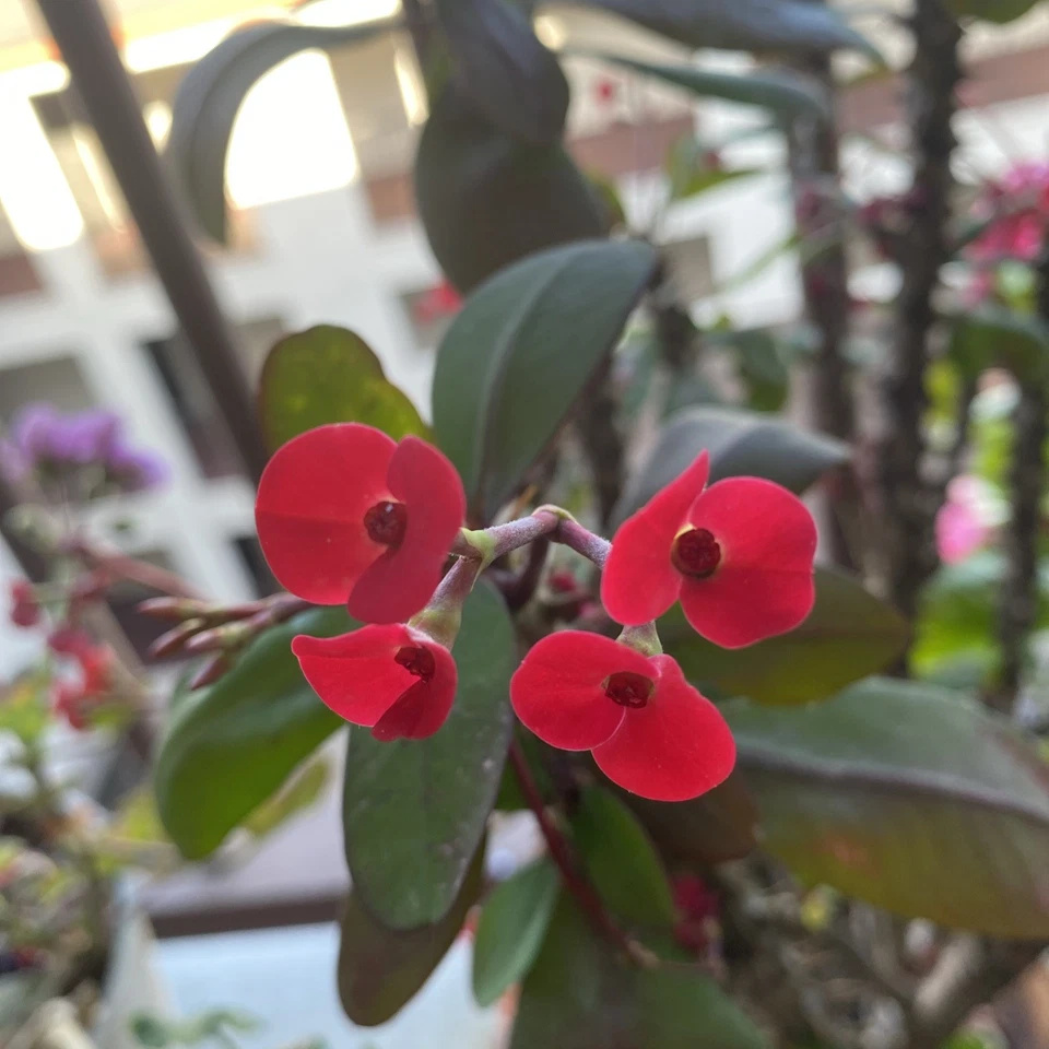 Euphorbia Milii Corona De Cristo Rooted Cutting small red flower - Image 3 of 4
