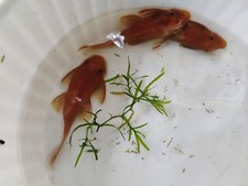 2day Shipping SUPER RED Bristlenose Pleco - Guaranteed 1 Female