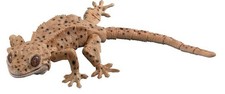 Figura de acción Bandai Gashapon Crested Gecko 02 AVANCE Dálmata 18 cm Japón
