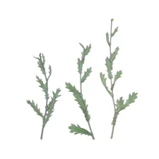 12PCS Real Pressed Dry leaf, leaves with stem for art, candle DIY FCD52