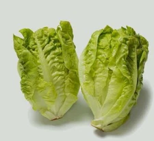 Butterhead Lettuce (Little Gem) | Fall Garden Seeds